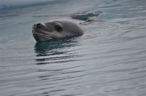 Leopard Seal Teeth - Animals Around The Globe