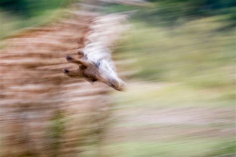 Fighting Giraffe | Smithsonian Photo Contest | Smithsonian Magazine