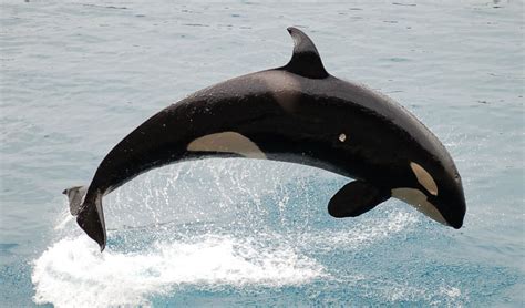 Orca may be several species | X-Ray Mag