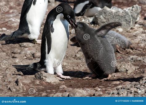 Adelie Penguin Mother Feeding the Cute Grey Fluffy Chick Stock Photo - Image of south, together ...