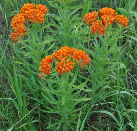 Butterfly Weed Seeds, Asclepias Tuberosa - Milkweed 4 Monarchs