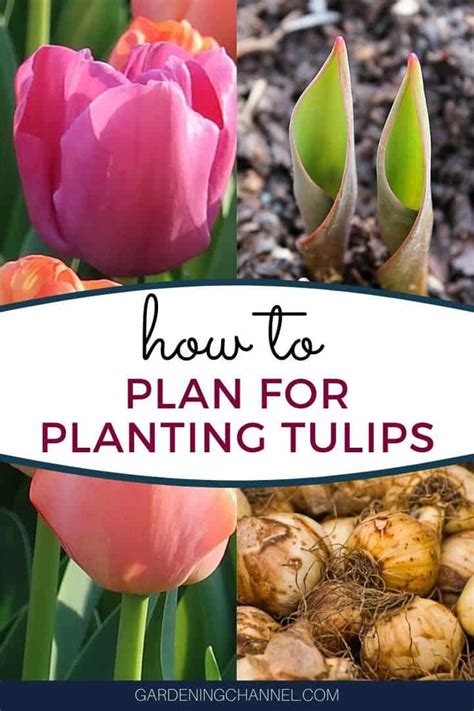 How to Plan for Planting Tulips - Gardening Channel