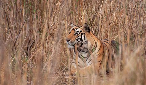 Kanha and Bandhavgarh Wildlife Photography Tour