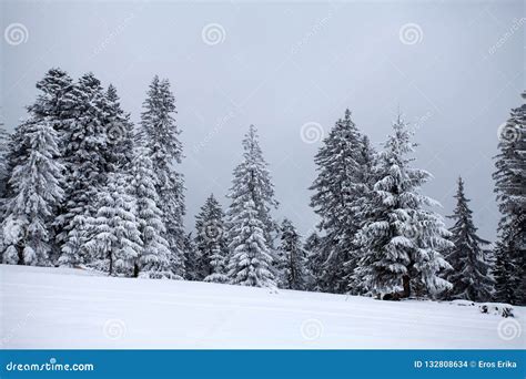 Snowy fir trees stock photo. Image of forest, hoarfrost - 132808634