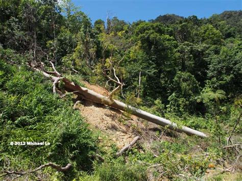 The rainforests of Borneo & Southeast Asia: Tapang tree (koompassia ...