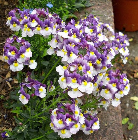 nemesia | Flower beauty, Dream garden, Flowers