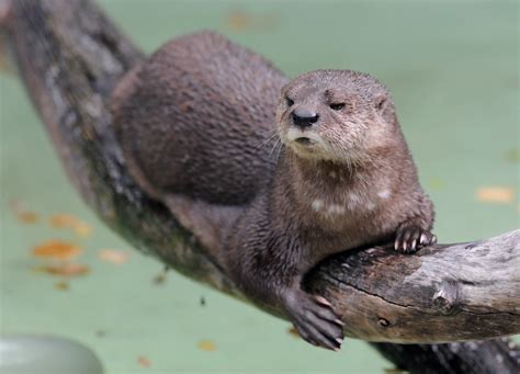 All 13 Different Types of Otters around the World (with Photos ...