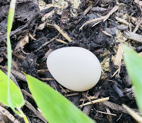 Guinea Fowl egg | BackYard Chickens - Learn How to Raise Chickens