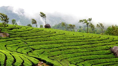 Detailed Tour Guide To Wayanad - Kerala Tourism