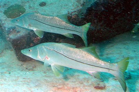 Tricks for Catching Dock Snook – Lures n' Line