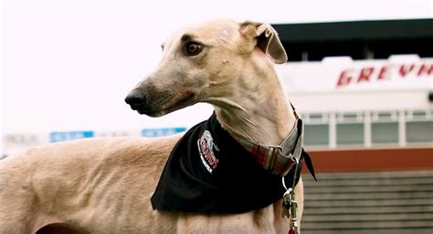 UIndy announces new live mascot ‘Grady the Greyhound’ | WTTV CBS4Indy