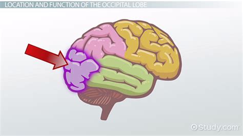 Occipital Lobe | Overview & Effects - Lesson | Study.com