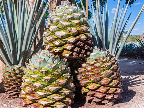 Growing Blue Agave Syrup - How To Grow And Harvest Blue Agave Nectar | Gardening Know How