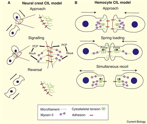 Cell Migration: Recoiling from an Embrace: Current Biology