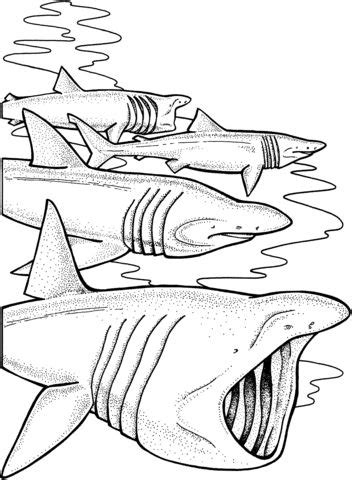 Basking Sharks Coloring page Free Printable Coloring Pages, Free Coloring Pages, Coloring Sheets ...