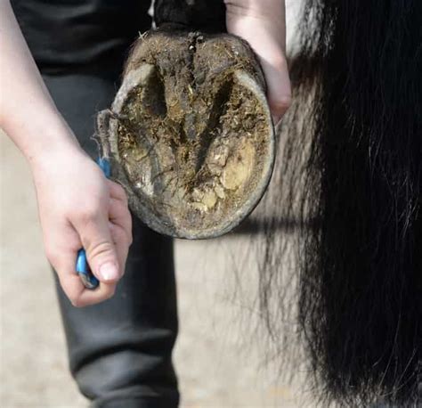 Help! Why Has My Farrier Found Maggots in My Horse's Feet? - Your Horse