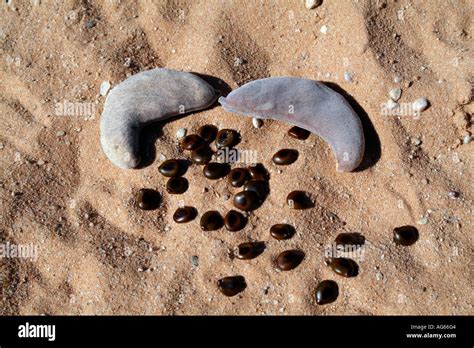 Seeds and pods of the Camelthorn Tree. Acacia erioloba. South Africa RSA Stock Photo - Alamy