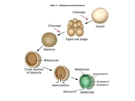 PPT - Biology 1102 PowerPoint Presentation, free download - ID:2765784