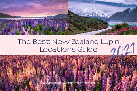 The Best New Zealand Lupin Locations Guide