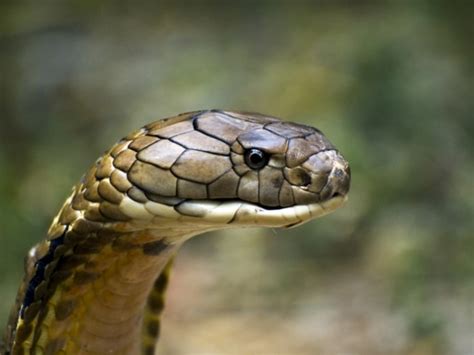 6 Facts About The King Cobra - Reptiles Magazine