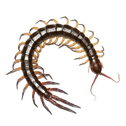 Millipedes