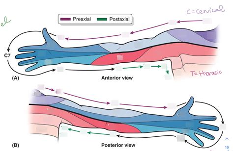 Dermatomes Upper Limb