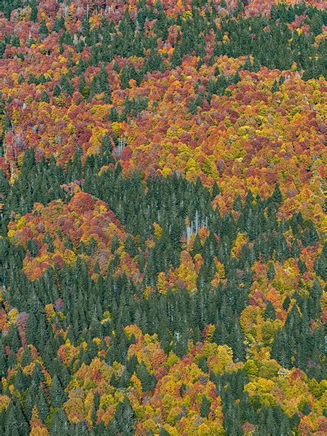 Bavarian Forest on Behance