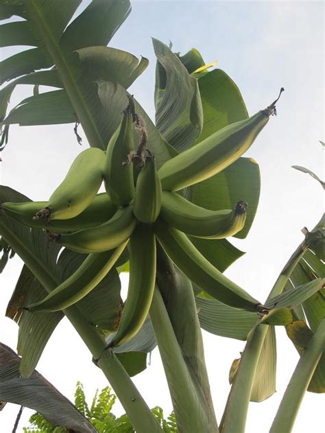 Tree Knowledge: Tree 2 - Pisang Tanduk (Musa paradisiaca fa. corniculata )