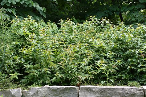 Bush Honeysuckle (Diervilla lonicera) in Richmond Fairfax Loudoun ...