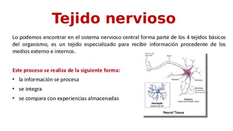 (PPT) Tejido nervioso | sergio morales - Academia.edu