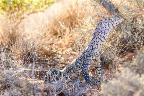 The 10 Largest Lizards in the World - A-Z Animals