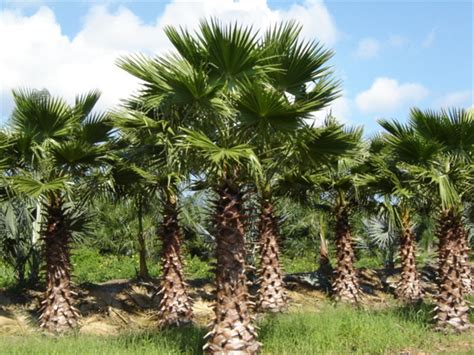 Washingtonia palm - Aziz Nursery Farm