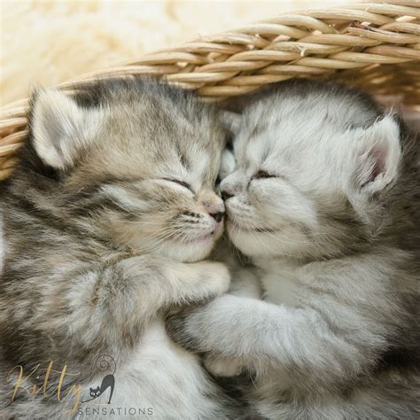 Épinglé sur Cutest Cats And Kittens