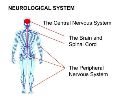 Neuromuscular System