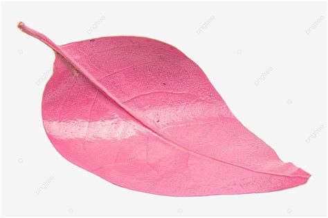 Pink Leaves Leaf, Pink, Leaves, Leaf PNG Transparent Image and Clipart for Free Download