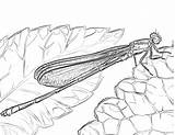 Australian Damselfly sketch template