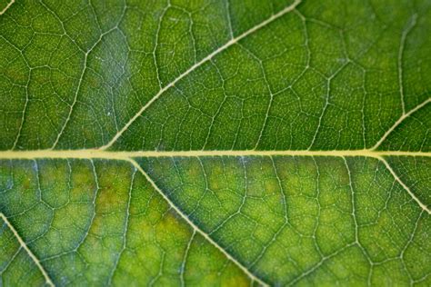 Leaf Macro Veins Royalty-Free Stock Photo