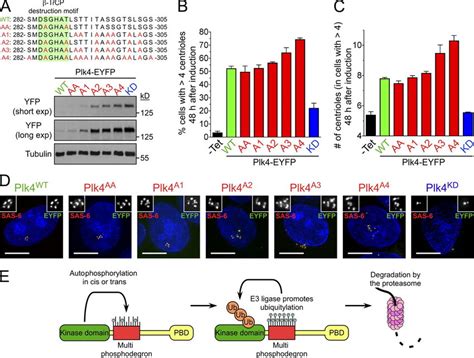 Phosphorylation of multiple sites is required for optimal Plk4 ...