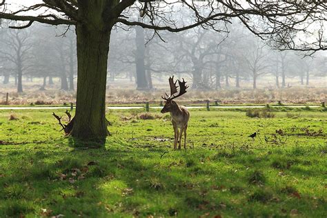 Richmond Park - WorldAtlas