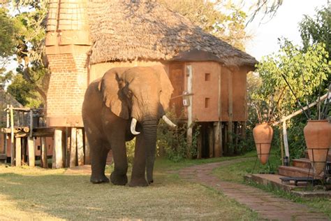 Ngorongoro Crater Lodge - A Step Ahead