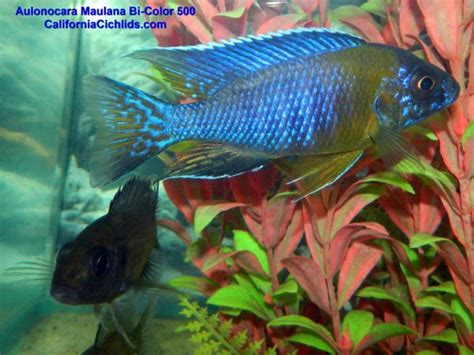 African Peacock Cichlids for Sale | Buy Assorted Victorian & Mbuna ...