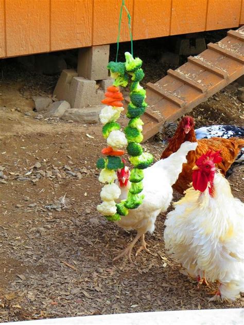 Eight healthy homemade treats for your chickens | The Owner-Builder Network