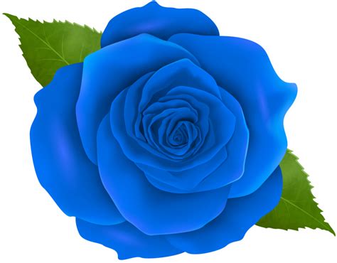 Blue Rose Transparent PNG Clip Art | Gallery Yopriceville - High ... png for Free Download ...