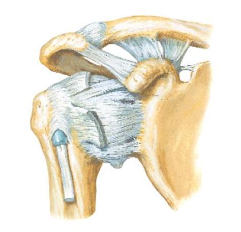 Shoulder (Glenohumeral) joint Diagram | Quizlet