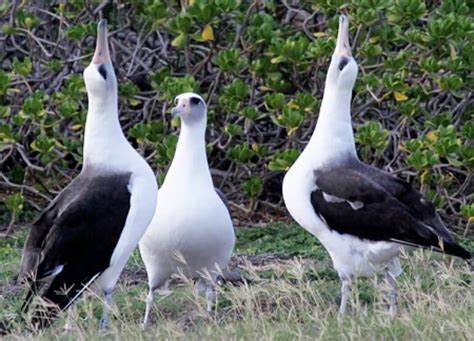 Laysan Albatross | American Bird Conservancy