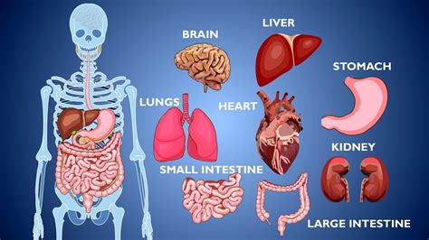 Learn Human Body Parts / Human Body Organs / Animation / Human Organs and Their Functions ...