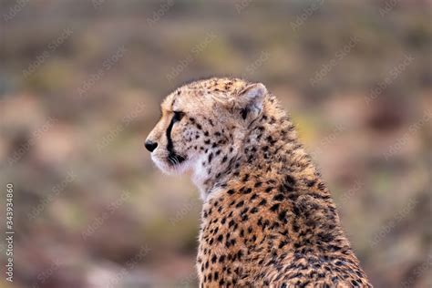 Cheetah side profile Stock Photo | Adobe Stock