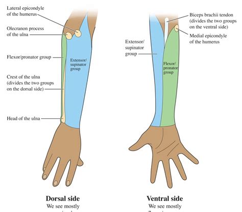 Human Anatomy for the Artist: The Dorsal Forearm, Part 1: Compartment ...