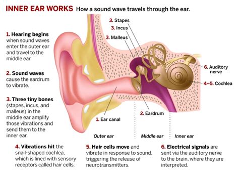 Cochlea Anatomy Britannicacom