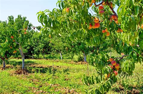 Peach tree Archives - Wikifarmer